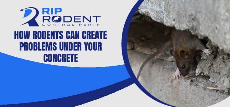 Rodents Can Create Problems Under Your Concrete